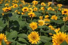 Campos de flores no Paraná encantam turistas