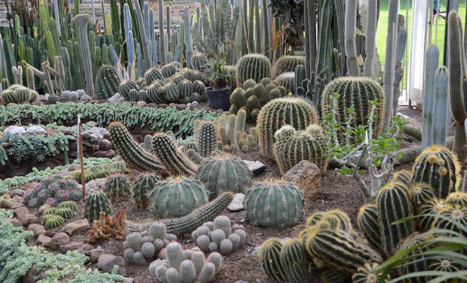Orquidário e Cactário Taman Batoe