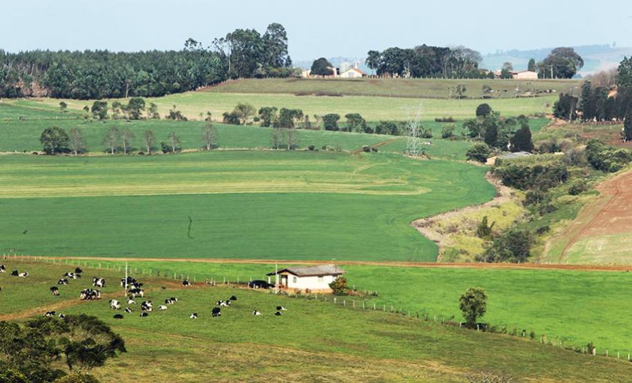 Campo