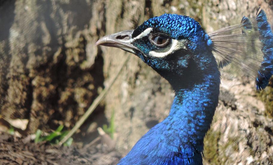 Zoológico Municipal de Curitiba