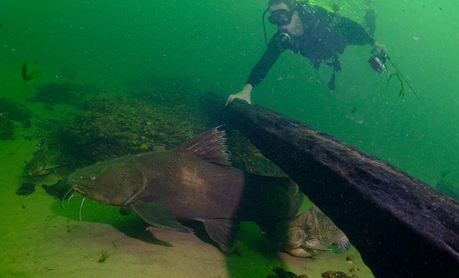 Mergulho no Rio Paraná