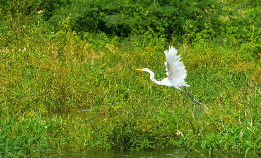 Rio Paranapanema Represado