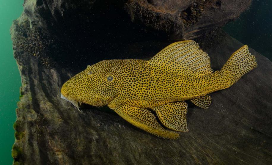 Mergulho no Rio Paraná