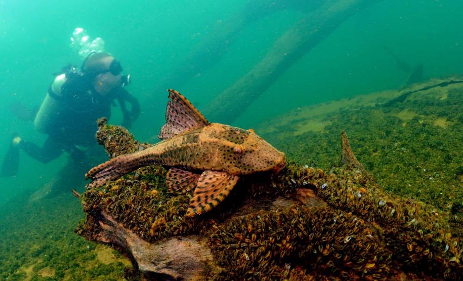 Mergulho no Rio Paraná