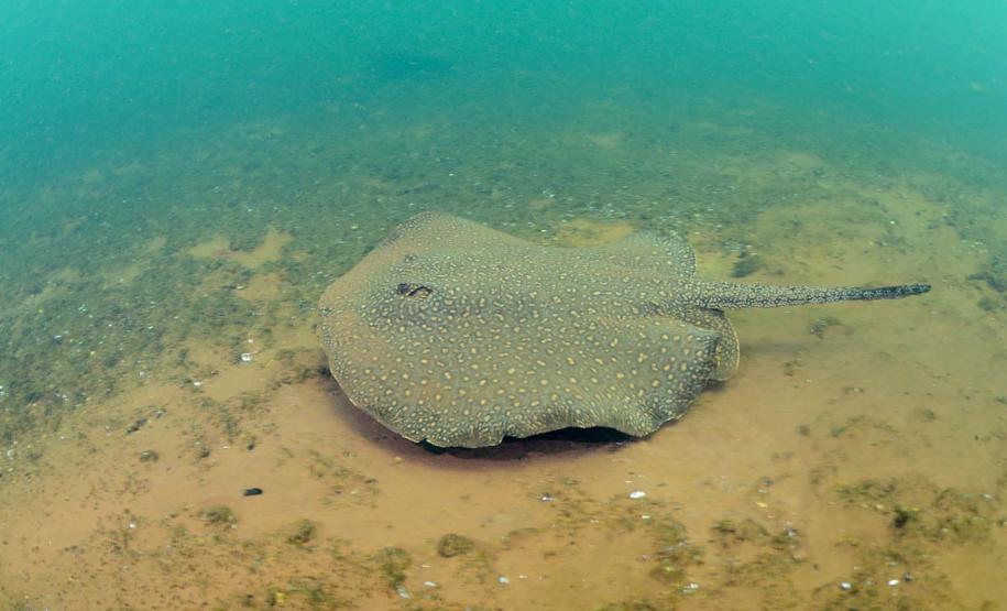 Mergulho no Rio Paraná