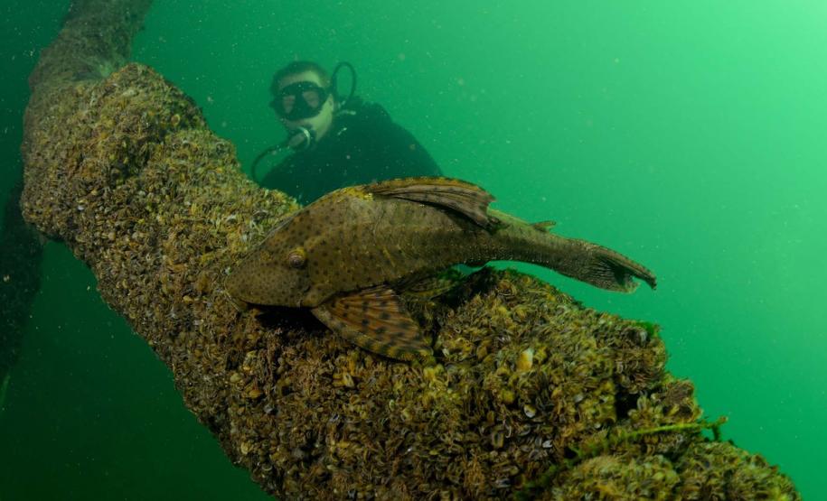 Mergulho no Rio Paraná