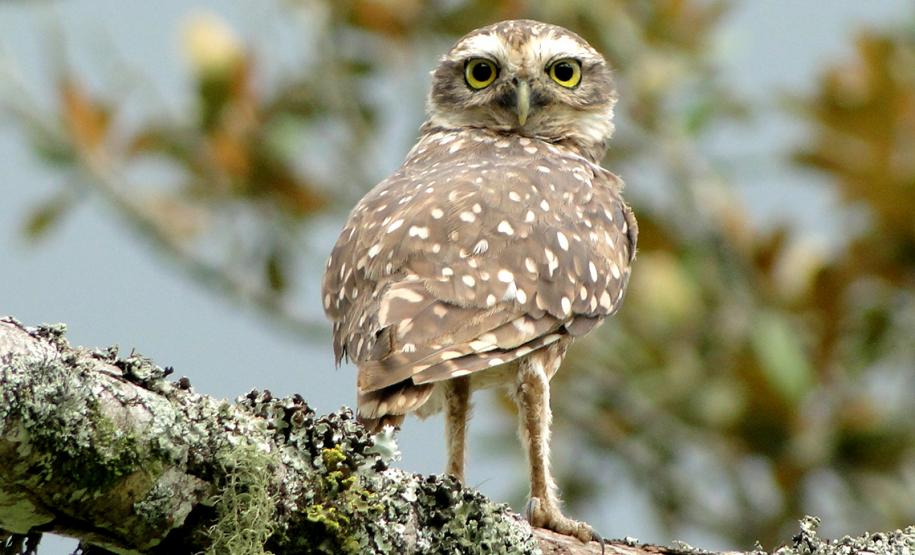 Fauna no Parque Ecoturístico Municipal São Luis de Tolosa