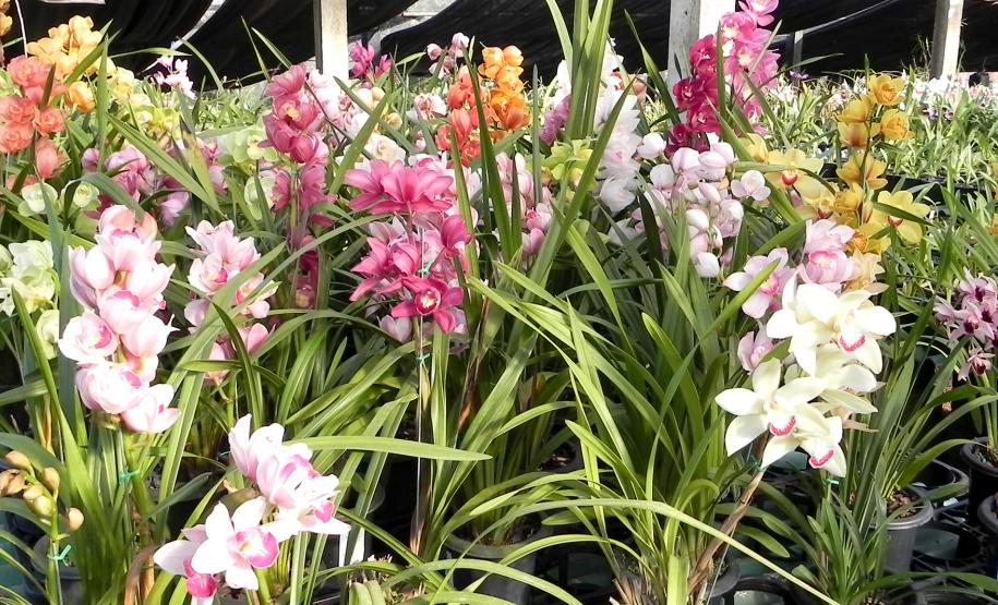 Orquidário Água da Figueira