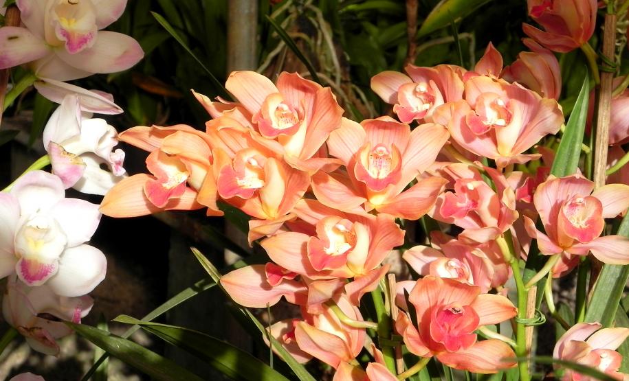 Orquidário Arte Flores