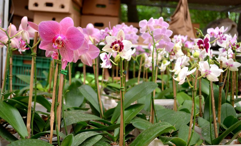 Orquidário da Elisa