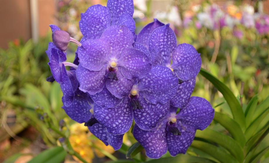 Orquidário Raio de Sol