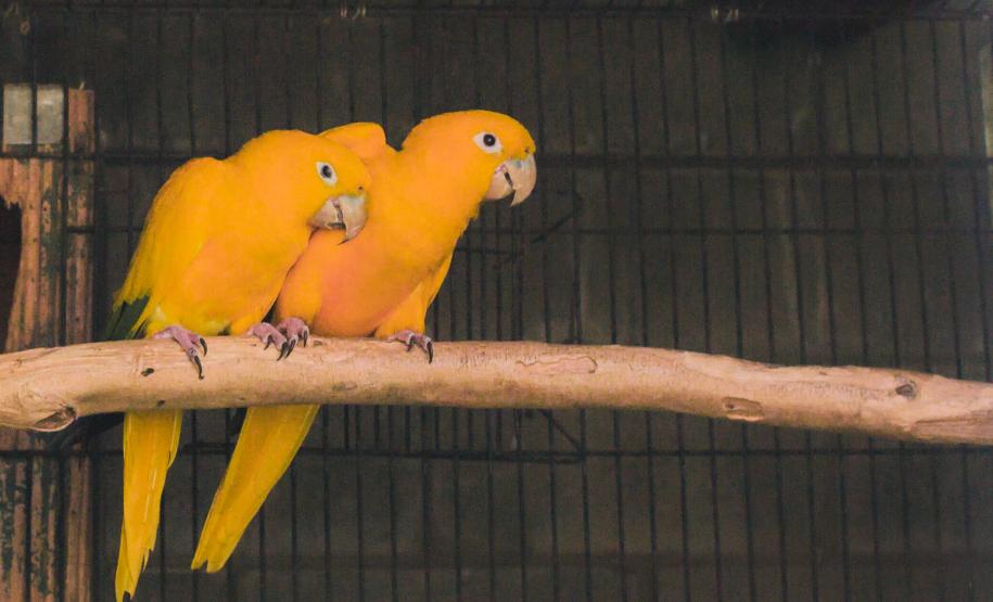 Nova Prata do Iguaçu