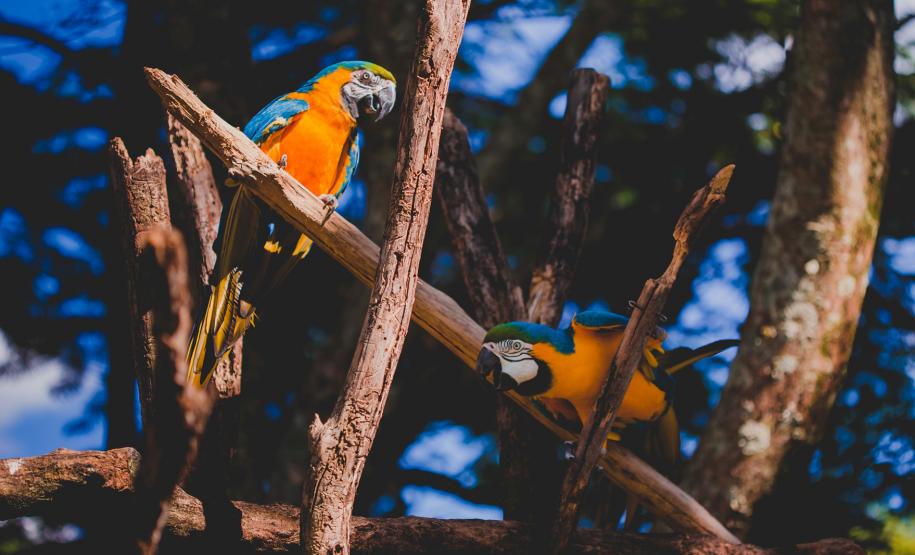 Nova Prata do Iguaçu