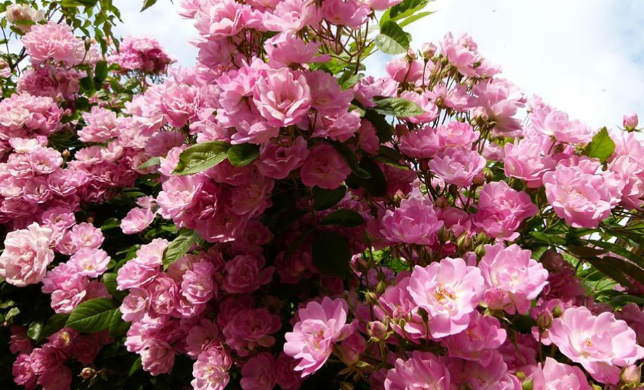 Plantação de Flores