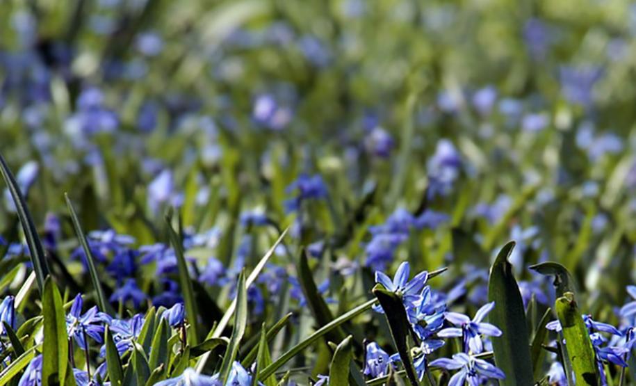 Plantação de Flores