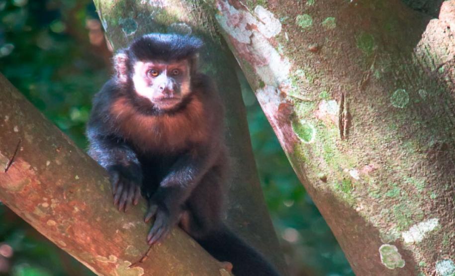 Reserva Ecológica Caraguatatiba da Divisa