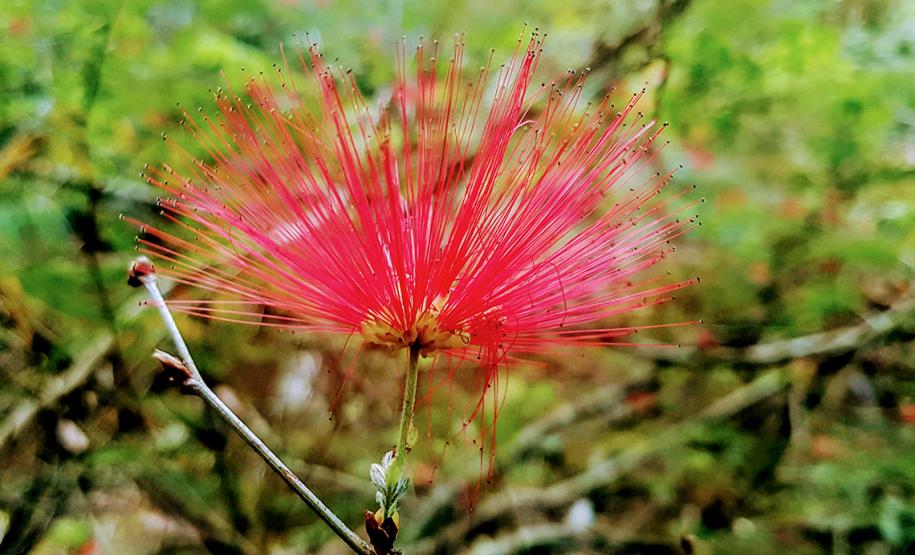 Parque Ambiental de Gamelão