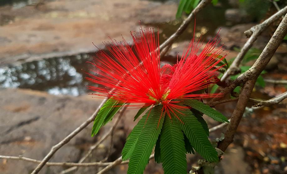 Parque Ambiental de Gamelão