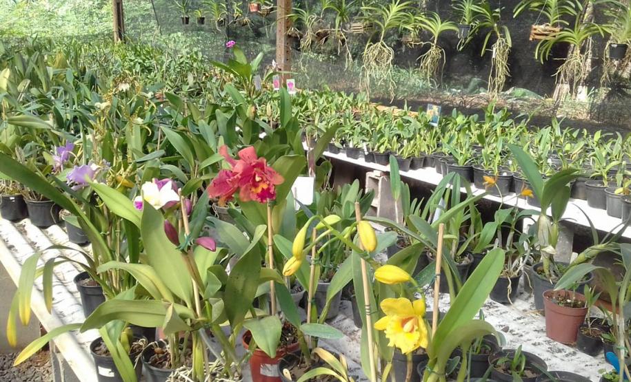 Associação Assoflor