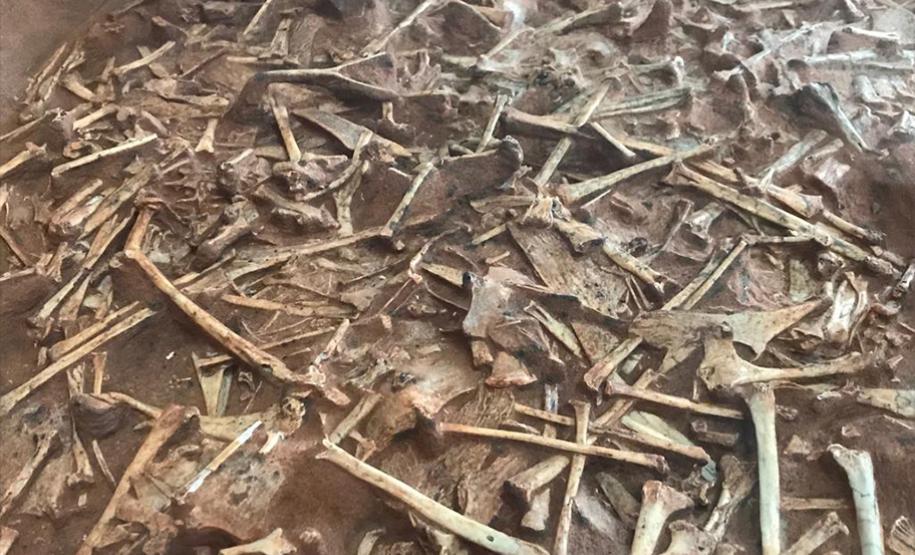 Museu de Paleontologia