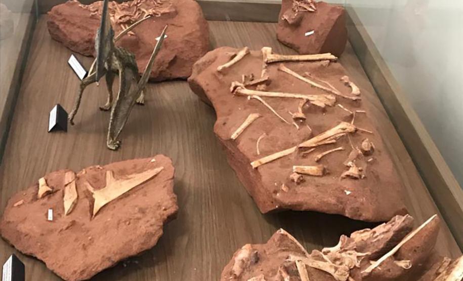 Museu de Paleontologia