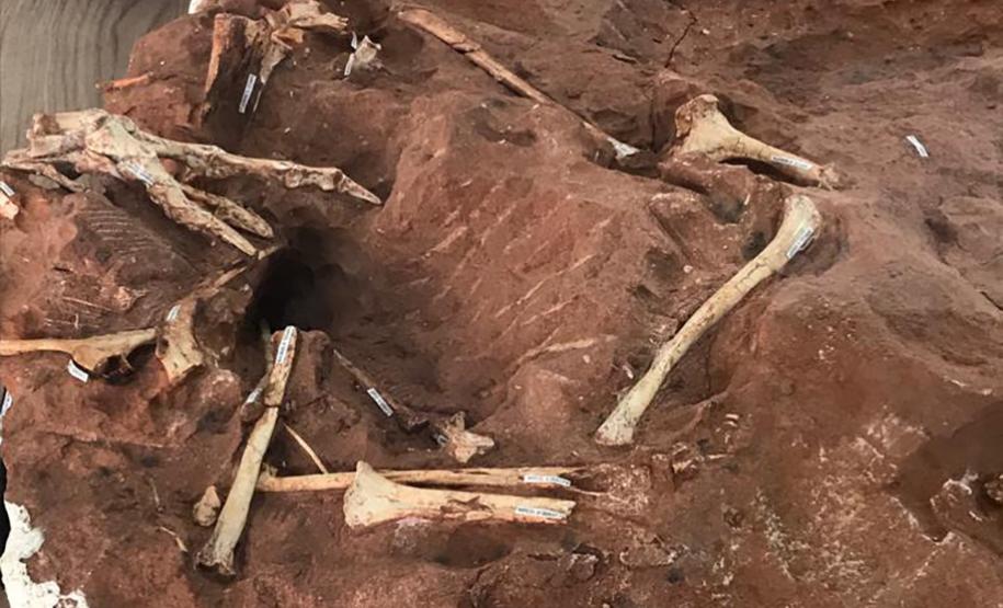 Museu de Paleontologia