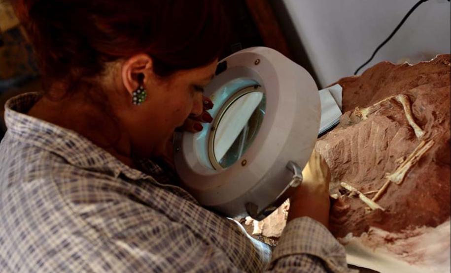 Museu de Paleontologia