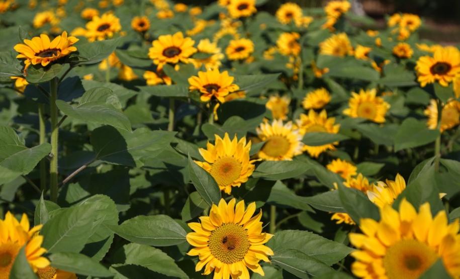 Campos de flores no Paraná encantam turistas