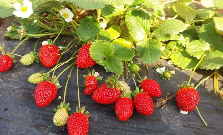 Roteiro turístico em Araucária já recebeu mais de 10 mil pessoas