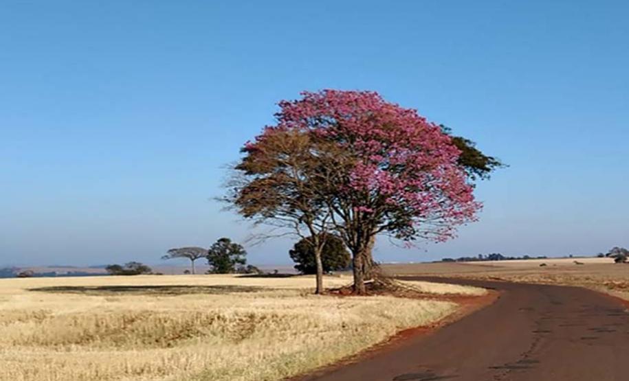 Paisagem Rural