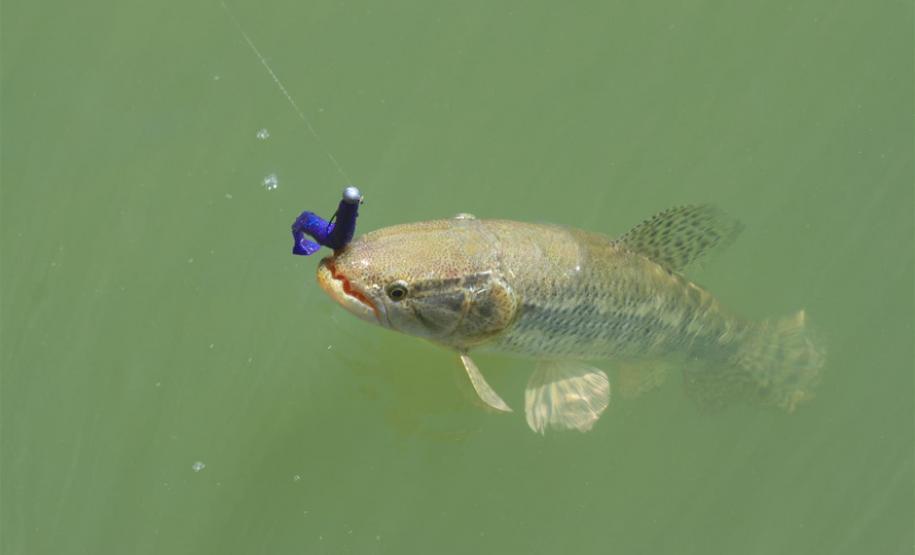 Pesca esportiva na Represa do Baixo Iguaçu incentiva turismo náutico no Paraná
