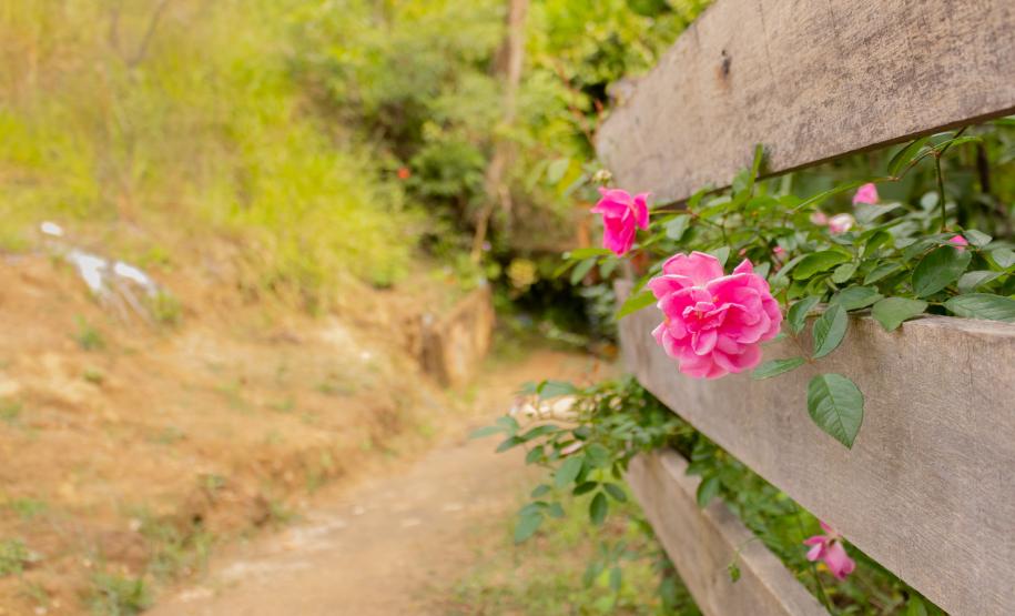 Fotos Rio Branco do Ivai