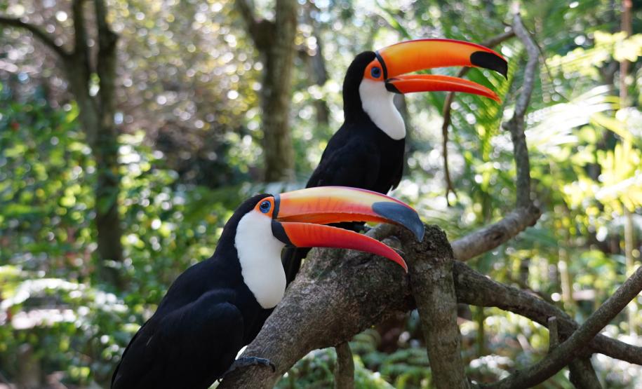 Parque das Aves - Foto divulgação(1)