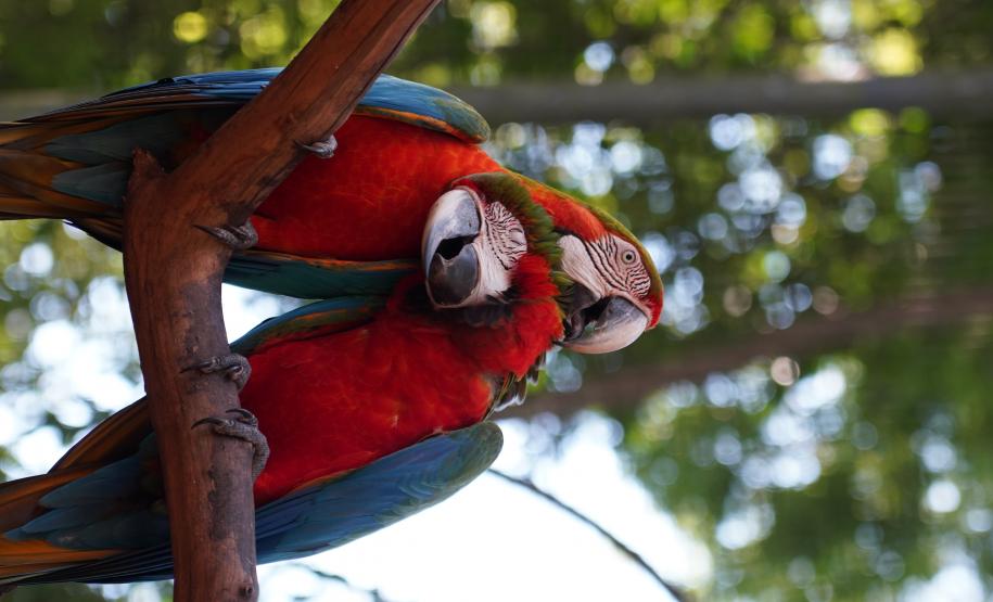 Parque das Aves - Foto divulgação(1)
