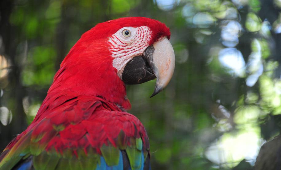 Parque das Aves - Foto divulgação(1)