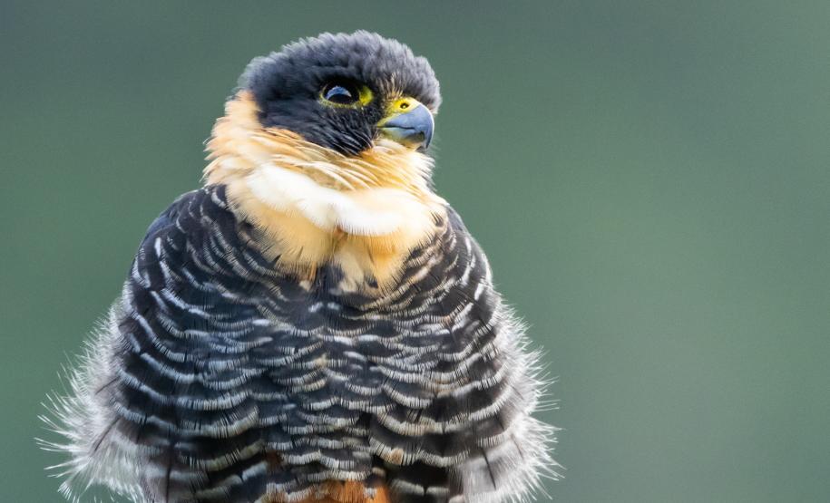 Grande Reserva Mata Atlântica vence prêmio internacional de turismo responsável