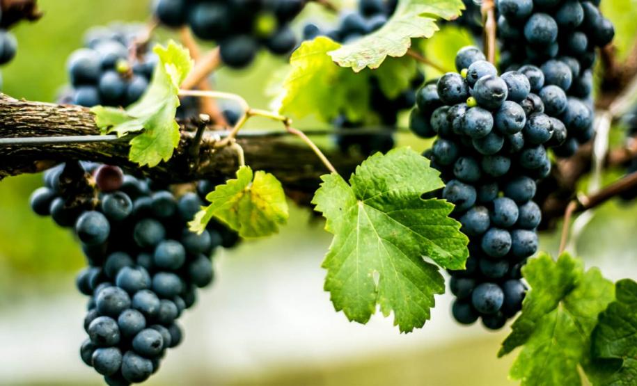 Série Inverno no Paraná - Vinhos