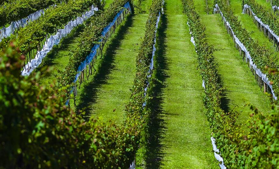 Série Inverno no Paraná - Vinhos