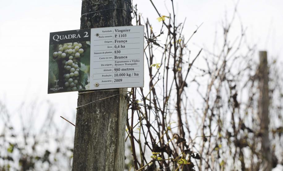 Série Inverno no Paraná - Vinhos