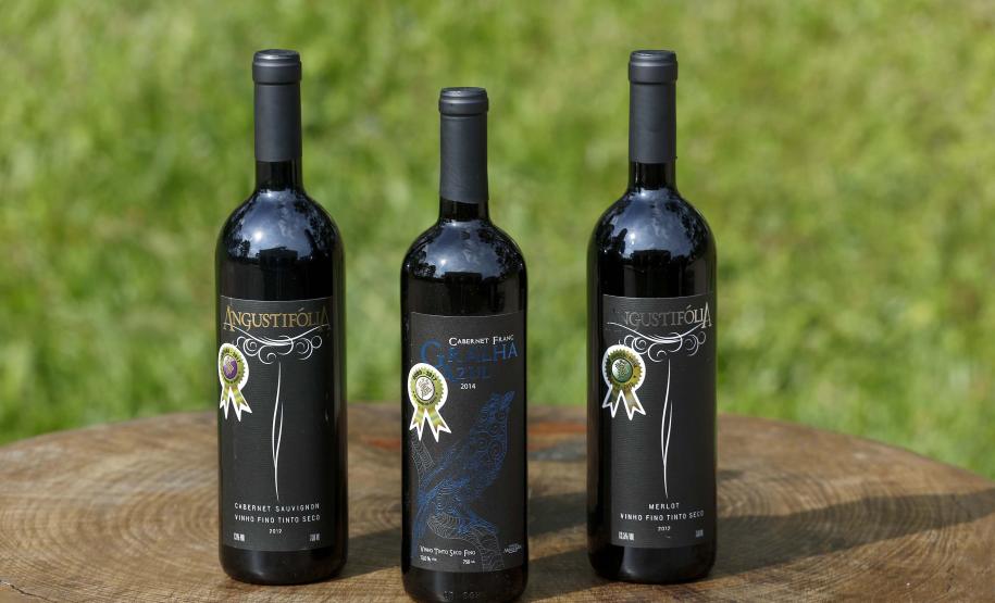 Série Inverno no Paraná - Vinhos