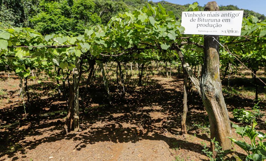 Série Inverno no Paraná - Vinhos