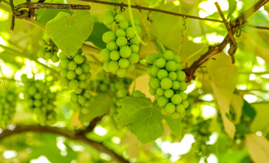 Série Inverno no Paraná - Vinhos
