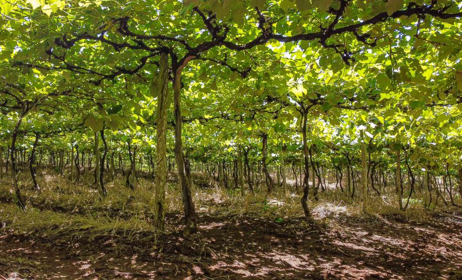 Série Inverno no Paraná - Vinhos