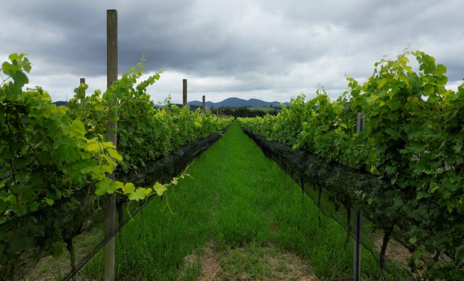 Série Inverno no Paraná - Vinhos