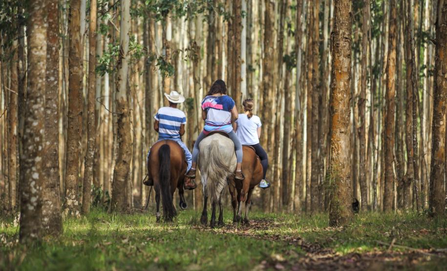 série inverno - purunã