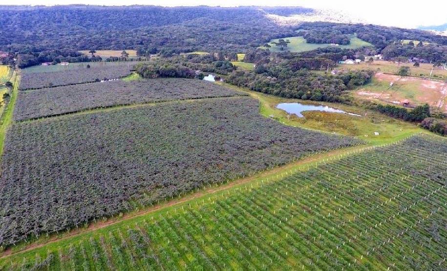 série inverno - purunã