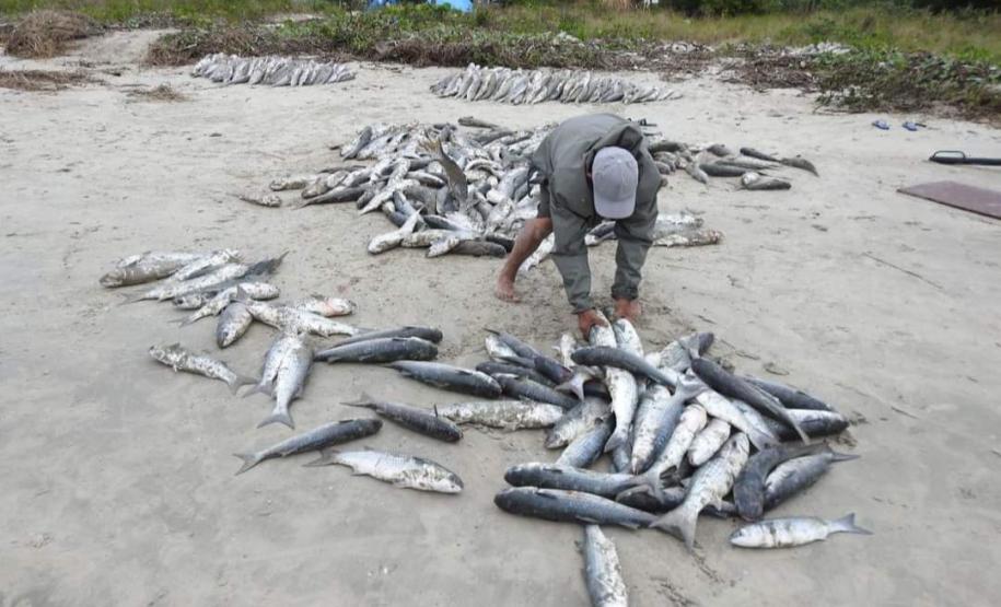 série inverno - gastronomia caiçara