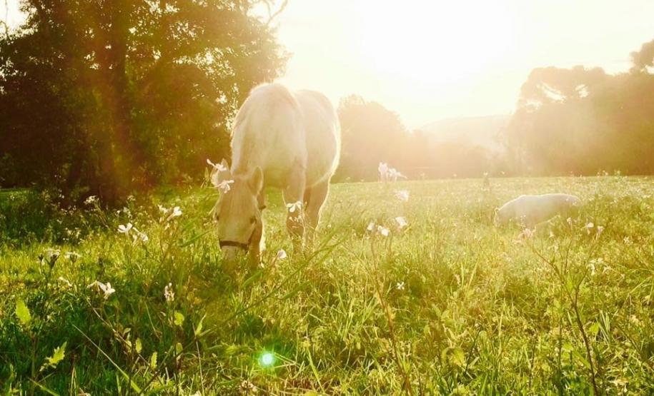 série inverno - purunã