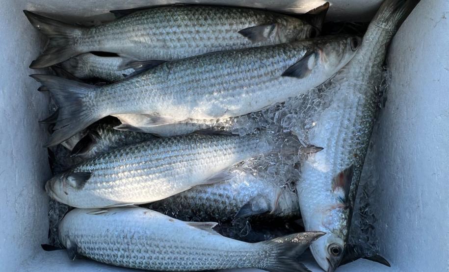 série inverno - gastronomia caiçara