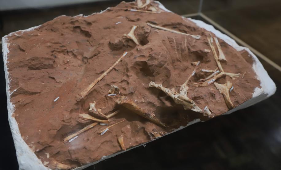 Notícia - Vale dos Dinossauros: Cruzeiro do Oeste recebe título que reforça turismo científico